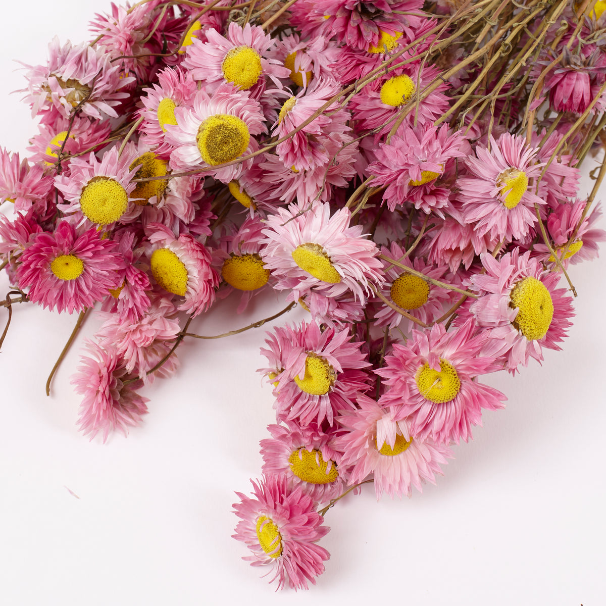 Acroclinium, Dried, Natural Pink, Bunch