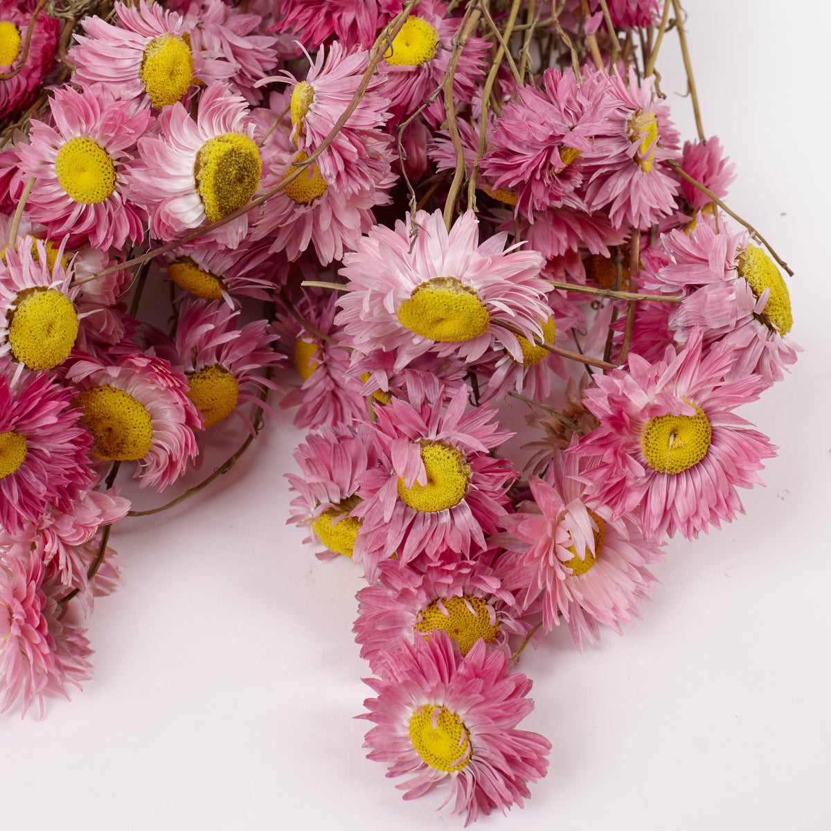 Acroclinium, Dried, Natural Pink, Bunch