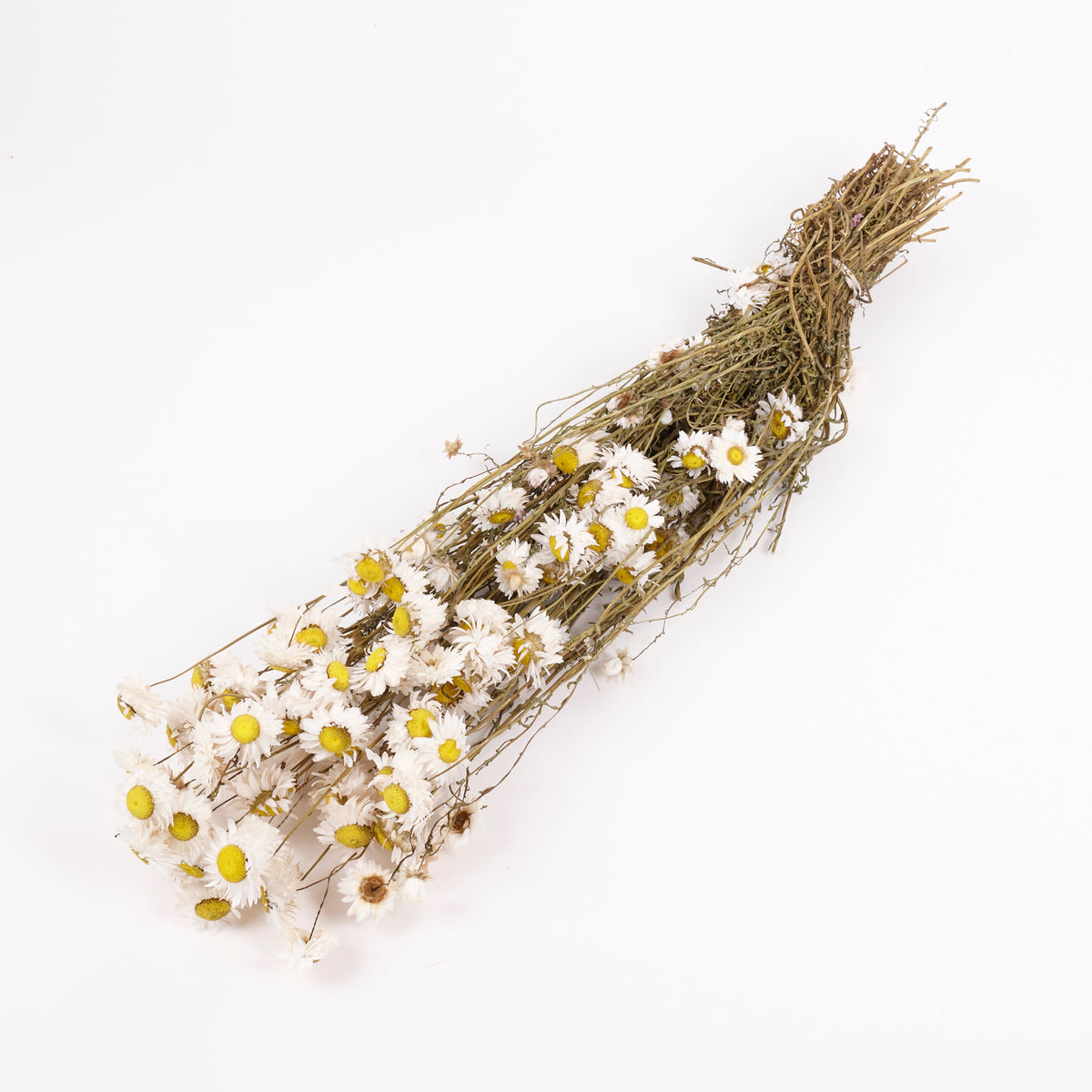 Acroclinium, Dried, Natural White, Bunch