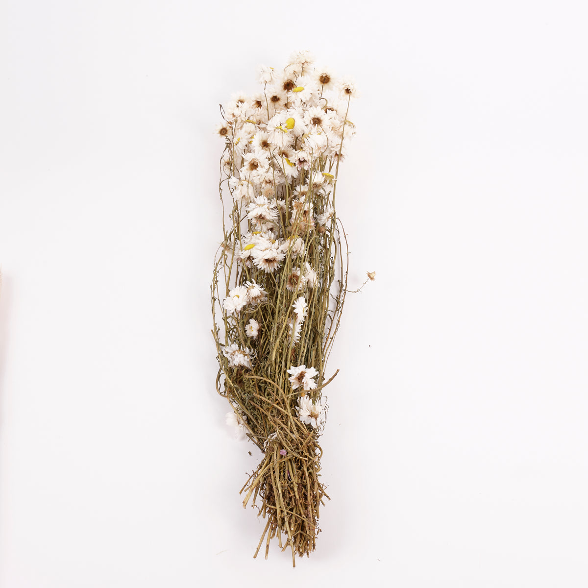 Acroclinium, Dried, Natural White, Bunch