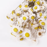 Acroclinium, Dried, Natural White, Bunch