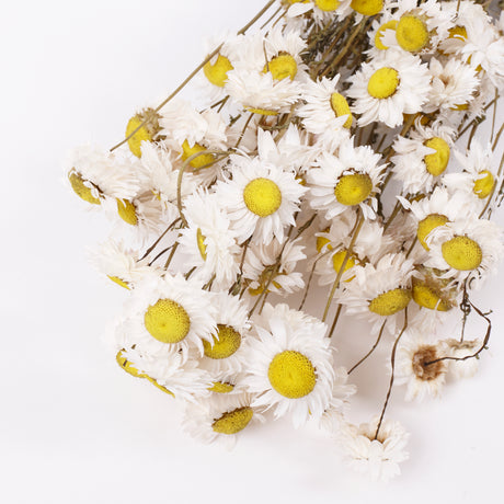 Acroclinium, Dried, Natural White, Bunch