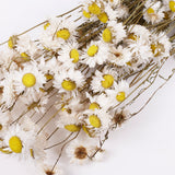 Acroclinium, Dried, Natural White, Bunch