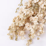 Delphinium Flowers, Dried, Natural White