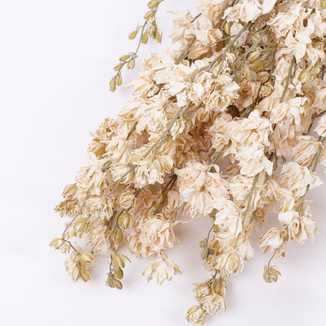 Delphinium Flowers, Dried, Natural White