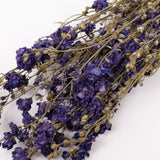 Delphinium Flowers, Dried, Natural Blue