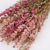 Delphinium Flowers, Dried, Natural Pink