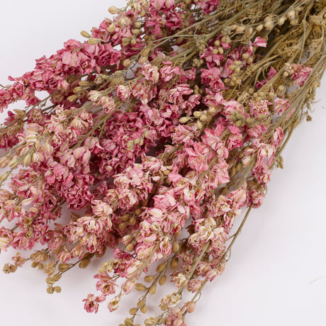 Delphinium Flowers, Dried, Natural Pink