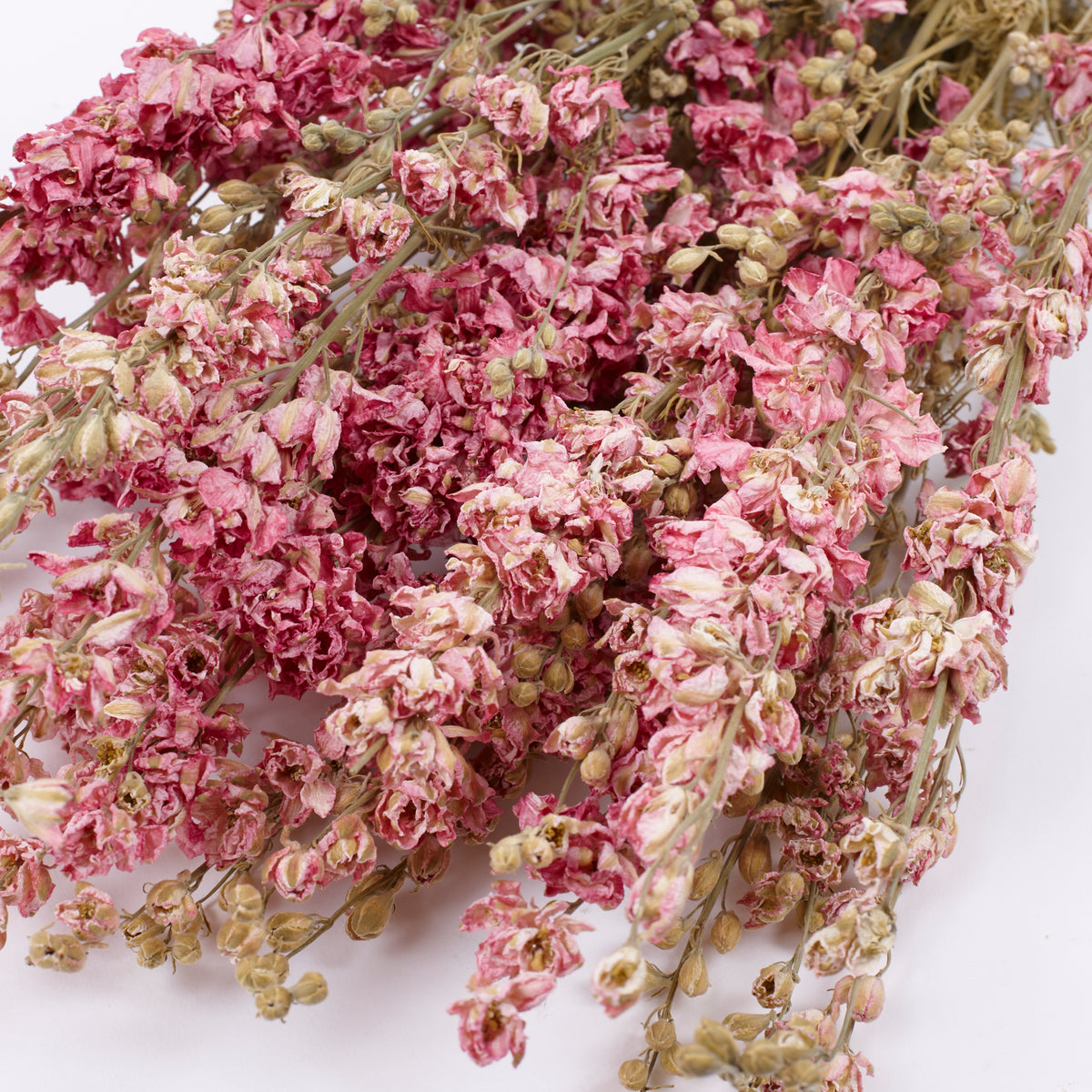 Delphinium Flowers, Dried, Natural Pink