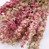 Delphinium Flowers, Dried, Natural Pink