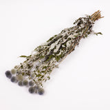 Echinops, (Globe Thistles), Dried, Natural Blue