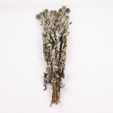 Echinops, (Globe Thistles), Dried, Natural Blue