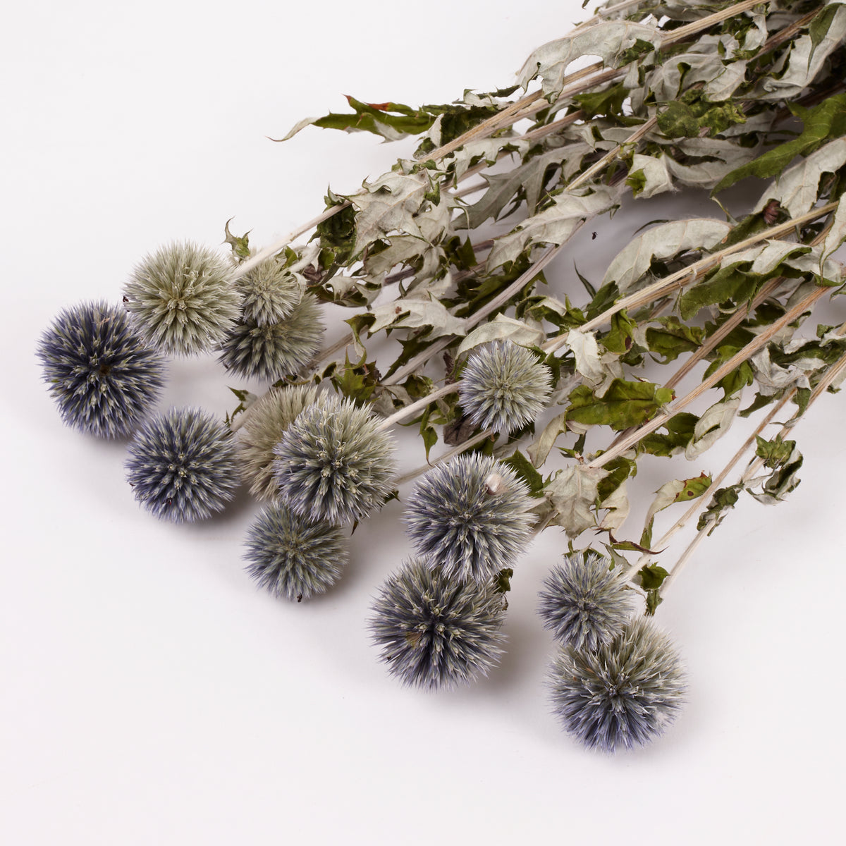 Echinops, (Globe Thistles), Dried, Natural Blue
