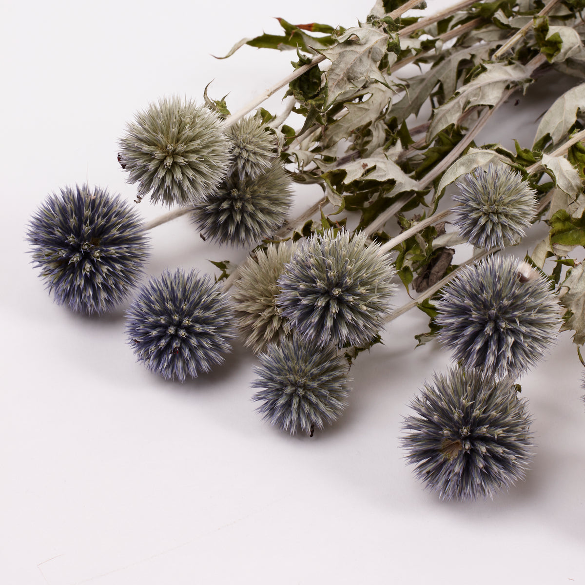 Echinops, (Globe Thistles), Dried, Natural Blue