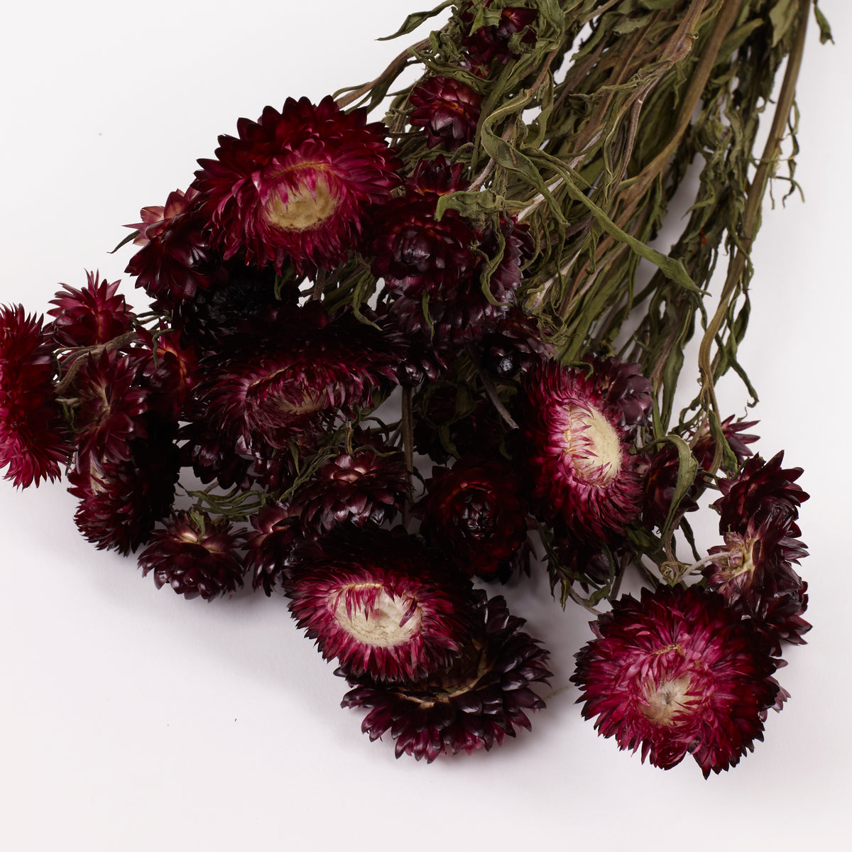 Helichrysum, Dried, Natural Dark Pink, Bunch