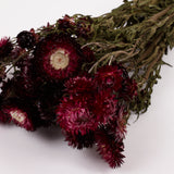 Helichrysum, Dried, Natural Dark Pink, Bunch