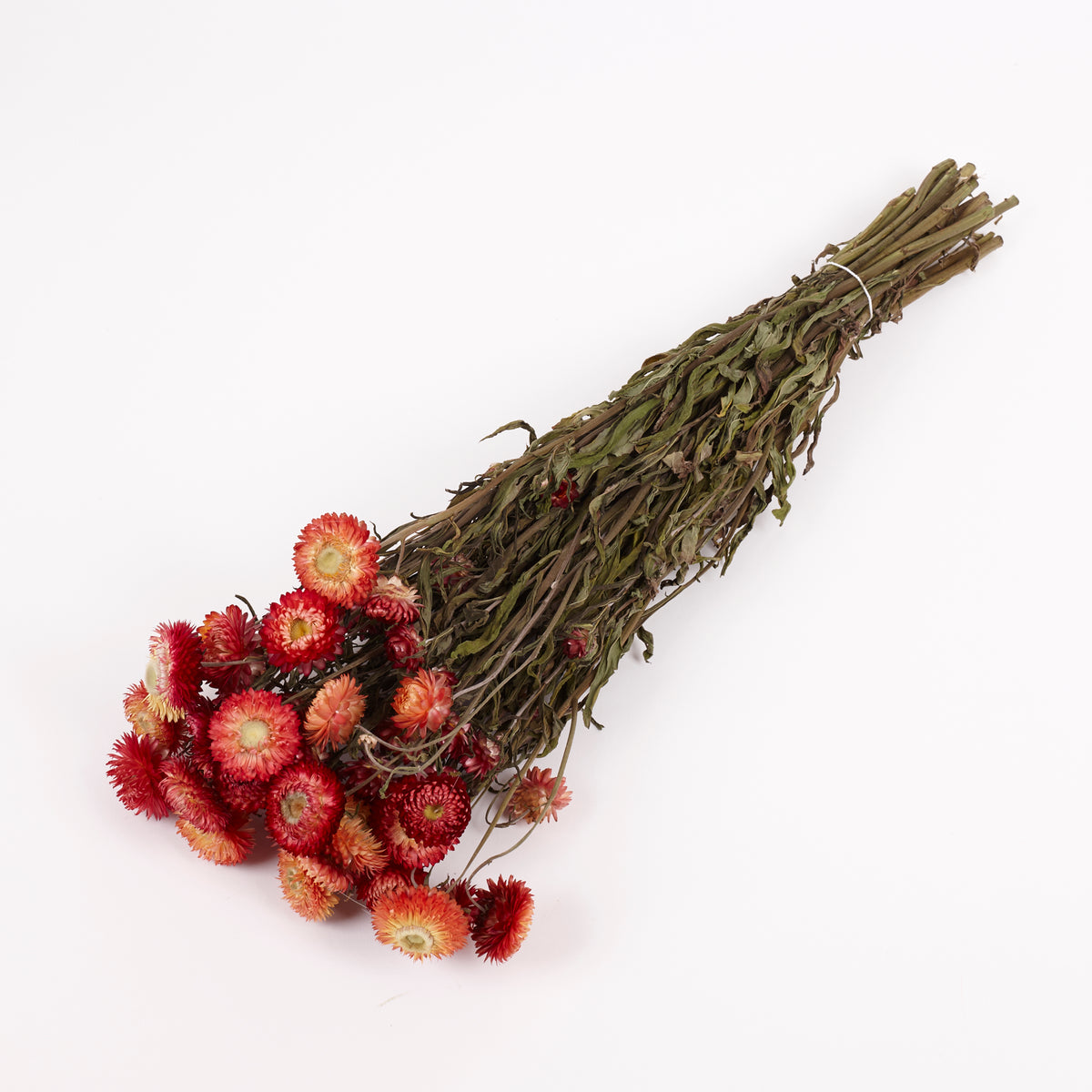 Helichrysum, Dried, Natural Salmon Pink, Bunch