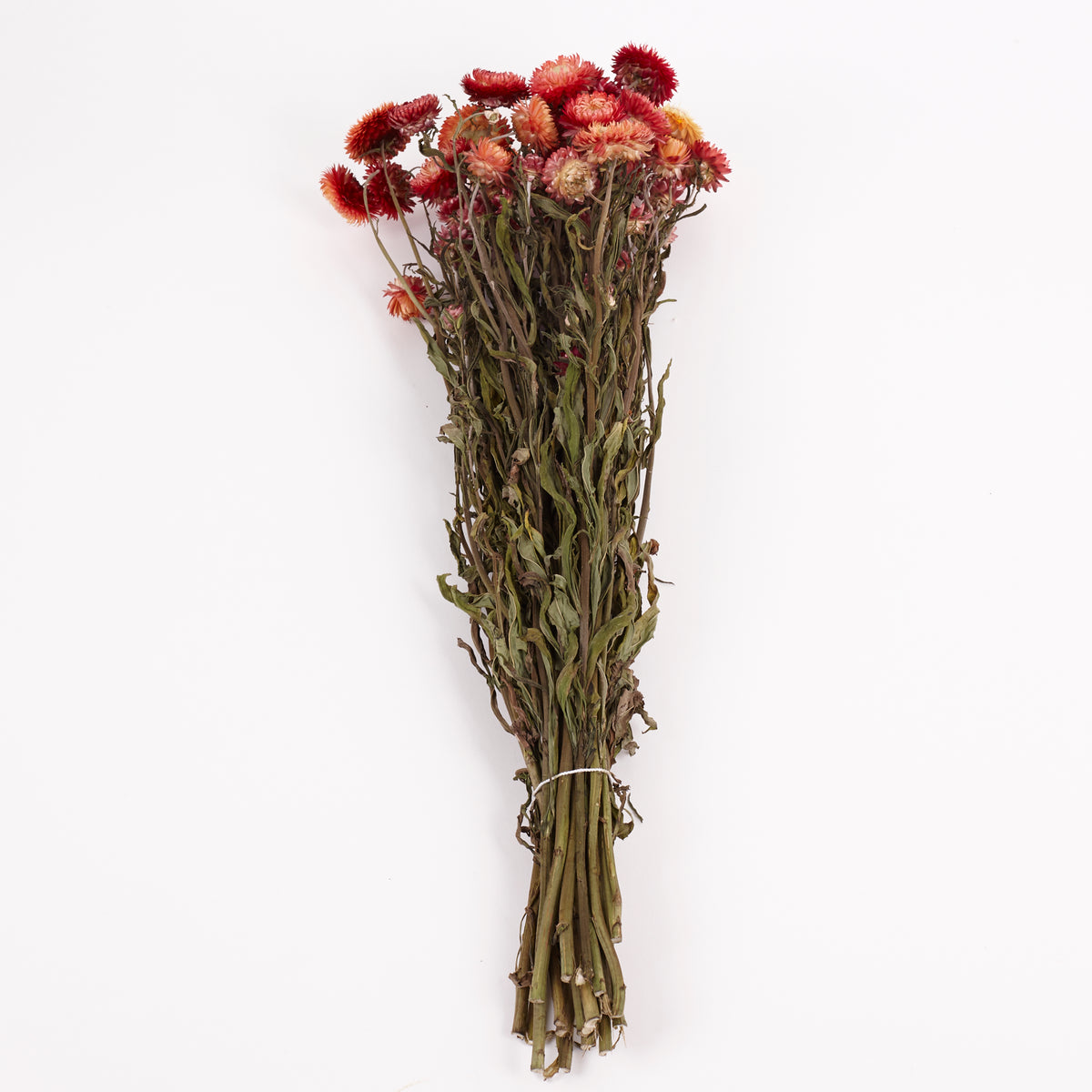 Helichrysum, Dried, Natural Salmon Pink, Bunch