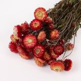 Helichrysum, Dried, Natural Salmon Pink, Bunch