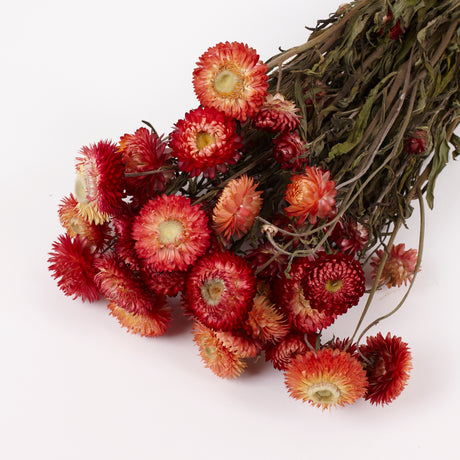 Helichrysum, Dried, Natural Salmon Pink, Bunch