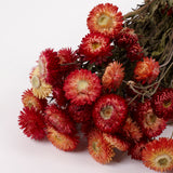 Helichrysum, Dried, Natural Salmon Pink, Bunch