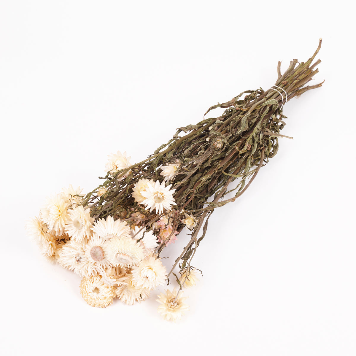 Helichrysum, Dried, Natural White, Bunch