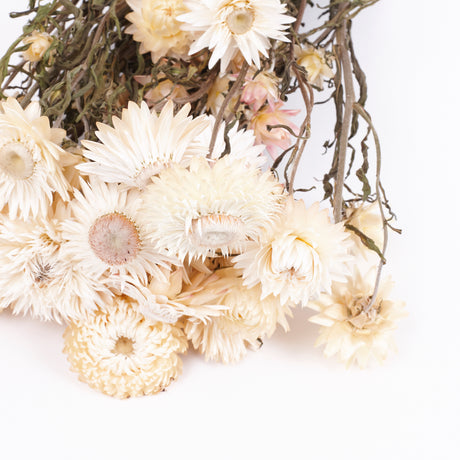 Helichrysum, Dried, Natural White, Bunch