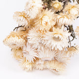 Helichrysum, Dried, Natural White, Bunch