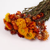 Helichrysum, Dried, Natural Orange, Bunch