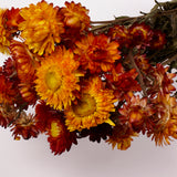 Helichrysum, Dried, Natural Orange, Bunch