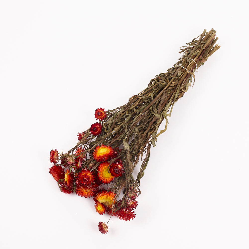 Helichrysum, Dried, Natural Red, Bunch