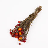 Helichrysum, Dried, Natural Red, Bunch