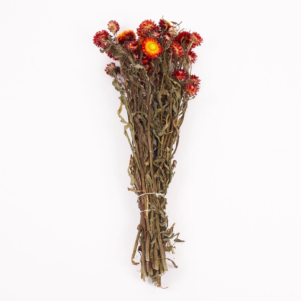 Helichrysum, Dried, Natural Red, Bunch