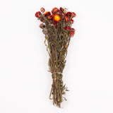 Helichrysum, Dried, Natural Red, Bunch