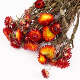 Helichrysum, Dried, Natural Red, Bunch