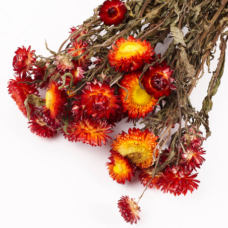 Helichrysum, Dried, Natural Red, Bunch