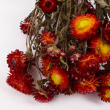 Helichrysum, Dried, Natural Red, Bunch