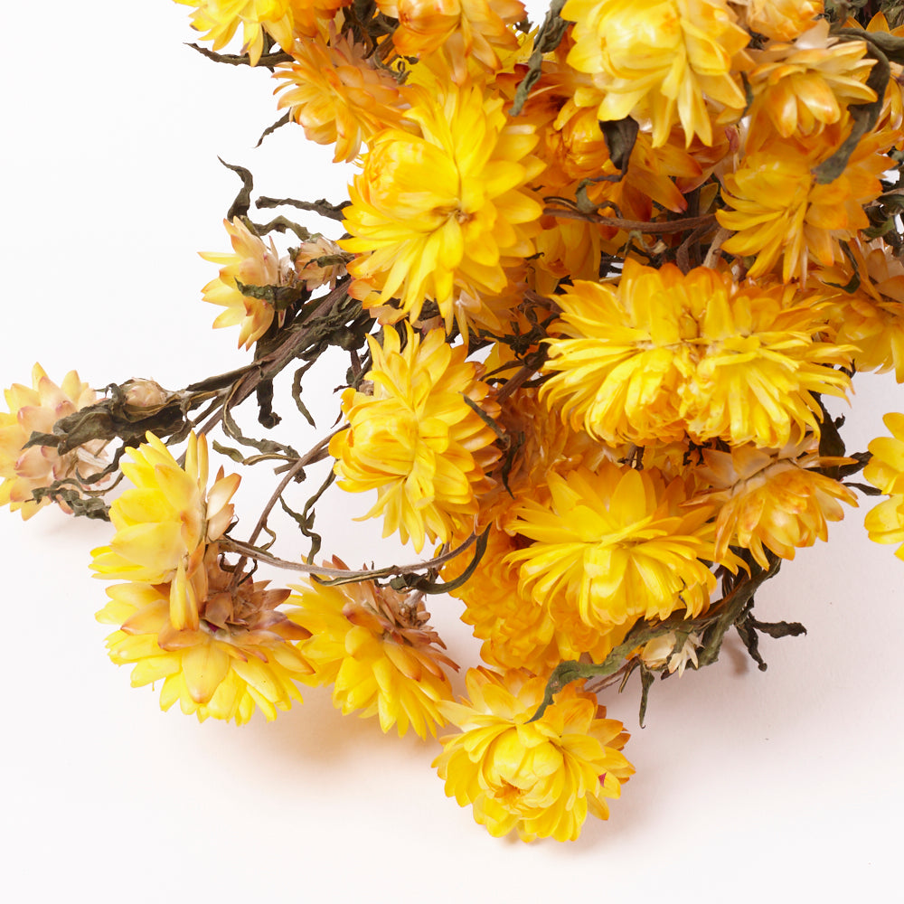 Helichrysum, Dried, Natural Yellow, Bunch
