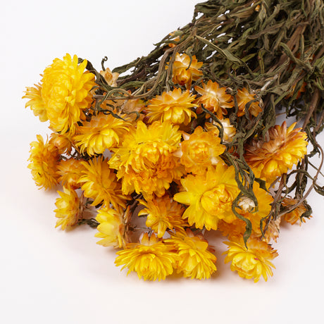 Helichrysum, Dried, Natural Yellow, Bunch