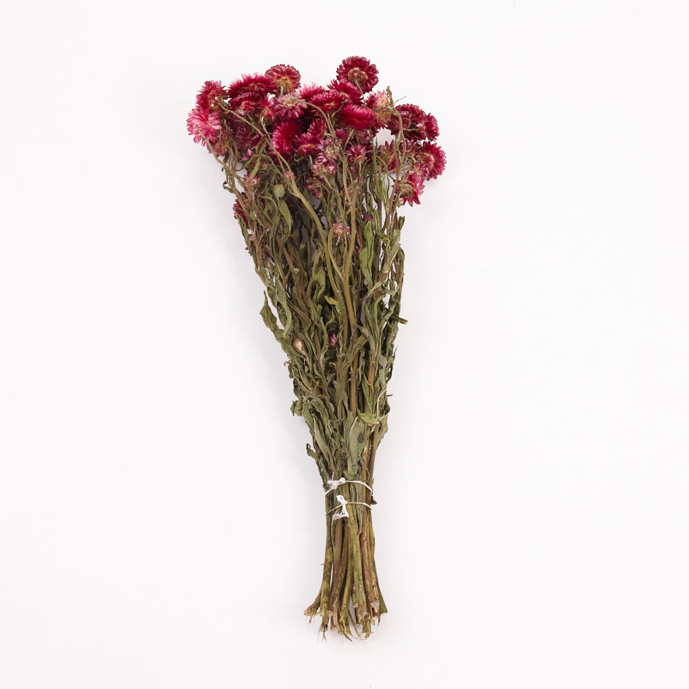 Helichrysum, Dried, Natural Magenta Pink, Bunch