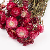 Helichrysum, Dried, Natural Magenta Pink, Bunch