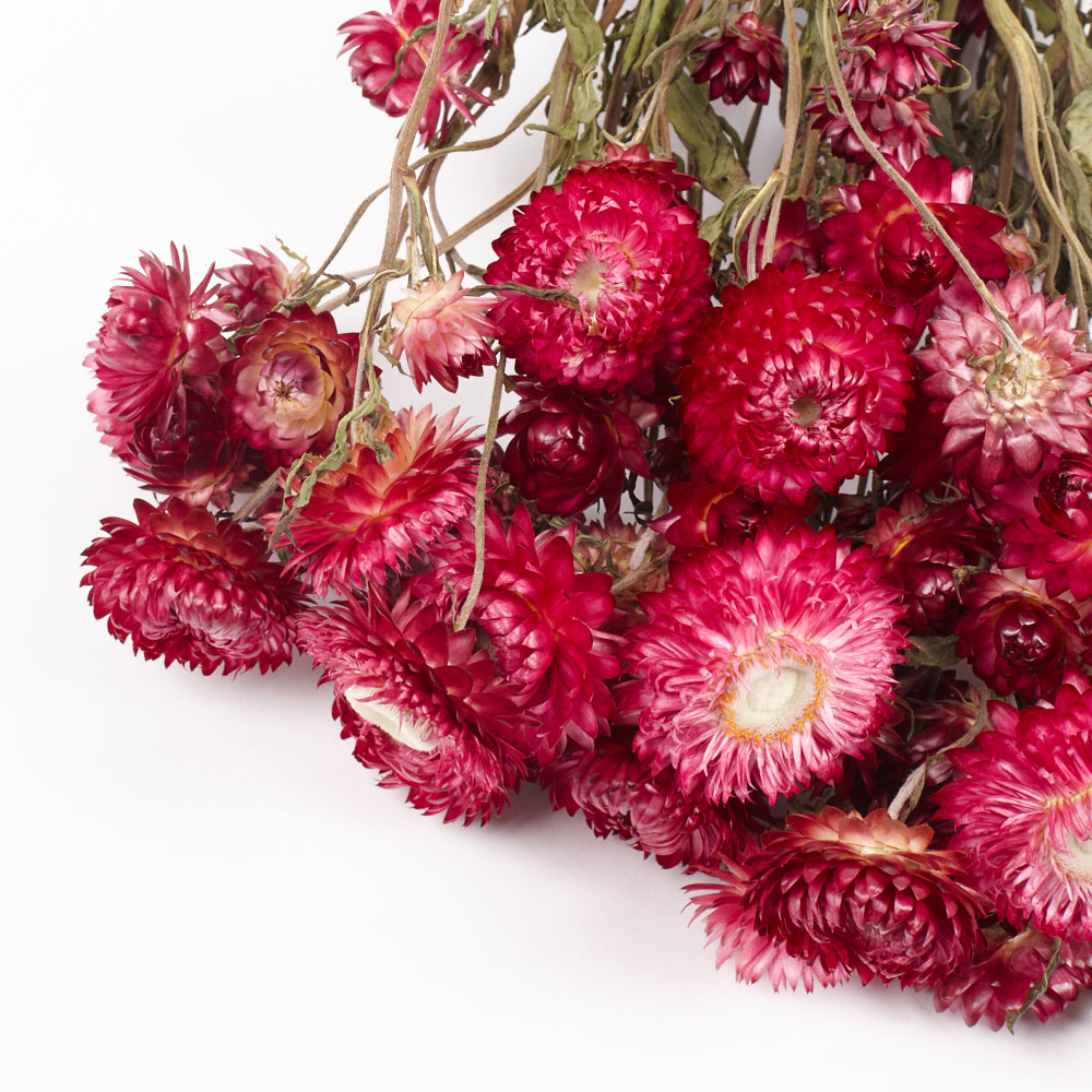 Helichrysum, Dried, Natural Magenta Pink, Bunch