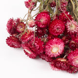Helichrysum, Dried, Natural Magenta Pink, Bunch