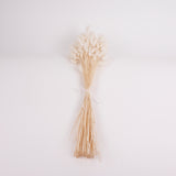 Lagurus ovatus, (Bunny Tails), Dried, Bleached White, Bunch