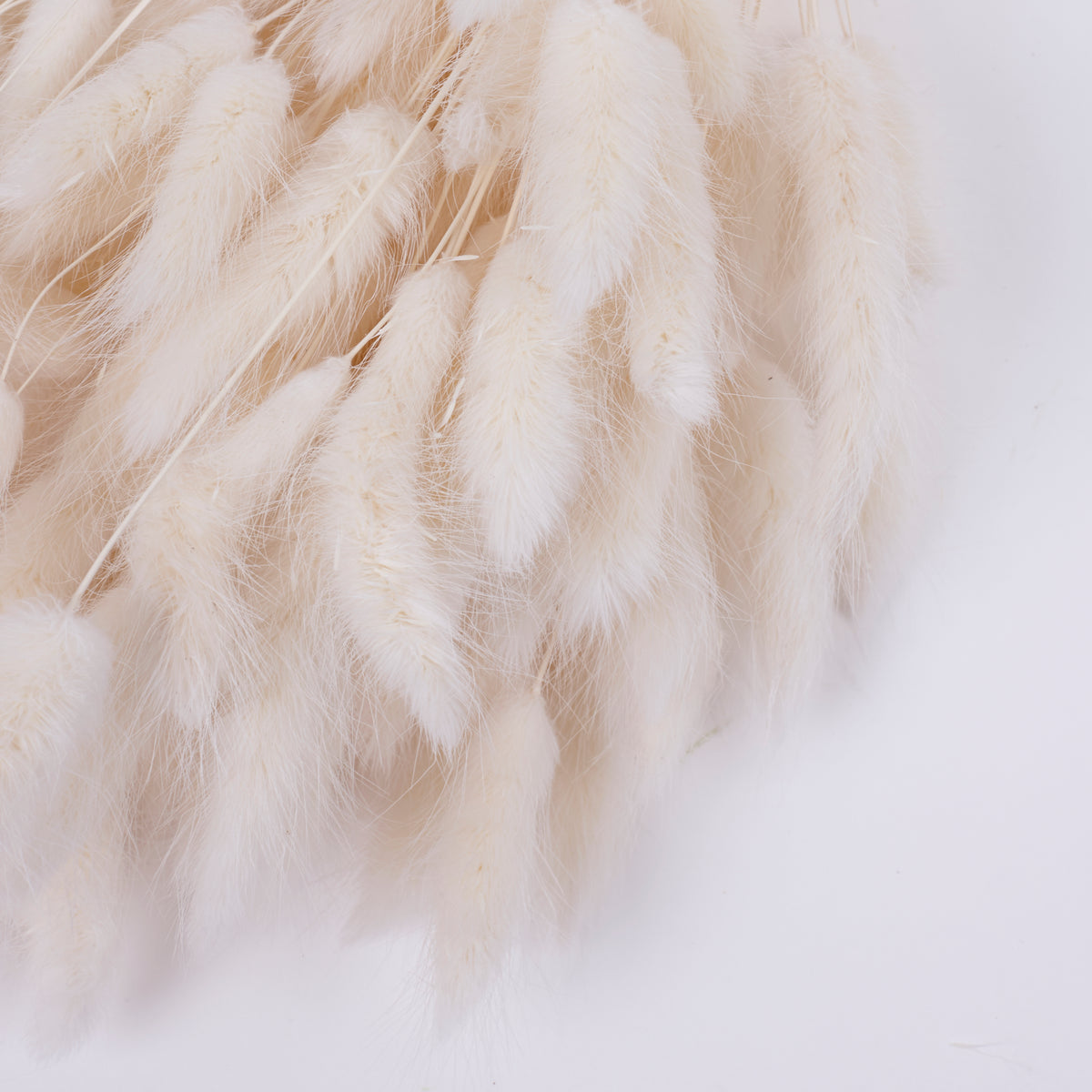 Lagurus ovatus, (Bunny Tails), Dried, Bleached White, Bunch