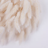 Lagurus ovatus, (Bunny Tails), Dried, Bleached White, Bunch