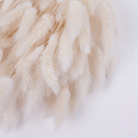 Lagurus ovatus, (Bunny Tails), Dried, Bleached White, Bunch