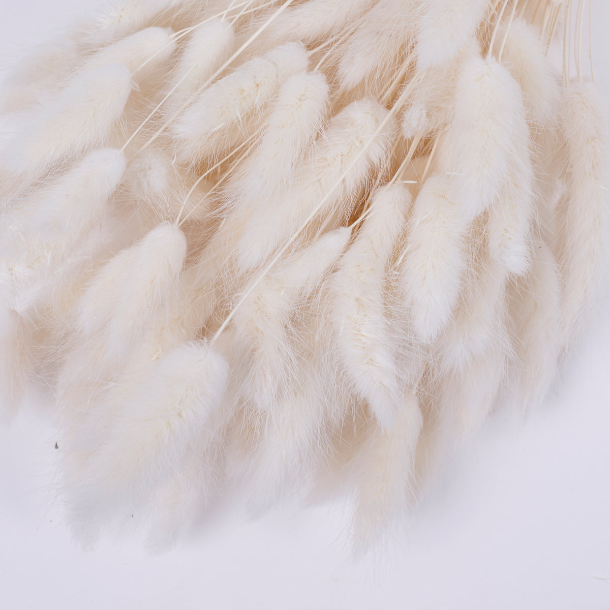 Lagurus ovatus, (Bunny Tails), Dried, Bleached White, Bunch
