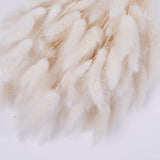 Lagurus ovatus, (Bunny Tails), Dried, Bleached White, Bunch