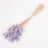Lagurus ovatus, (Bunny Tails), Dried, Lilac, Bunch